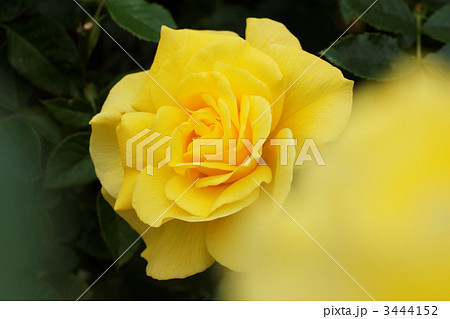 濃い黄色いバラの花・ソリドール 3444152