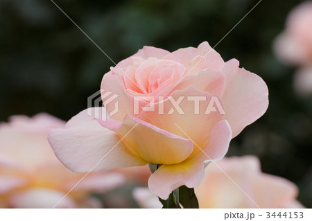 淡いサーモンピンク色の薔薇の花 シルバ の写真素材