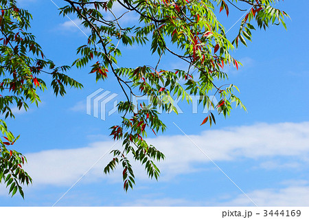 秋の青空と櫨の木の紅葉 秋の青空と櫨の木の紅葉 3444169