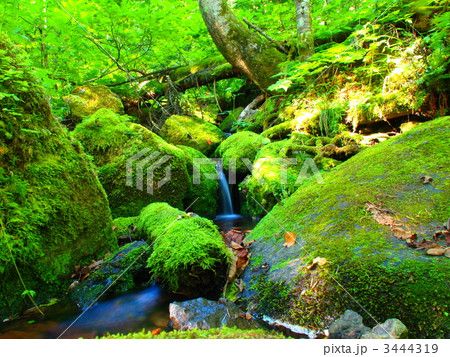 武利川 源流 武利川 源流 3444319