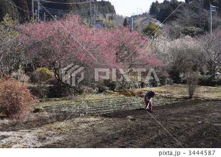 春 春 3444587