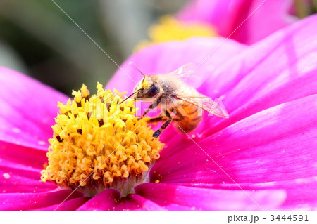コスモスの蜜を吸う蜜蜂 コスモスの蜜を吸う蜜蜂 3444591