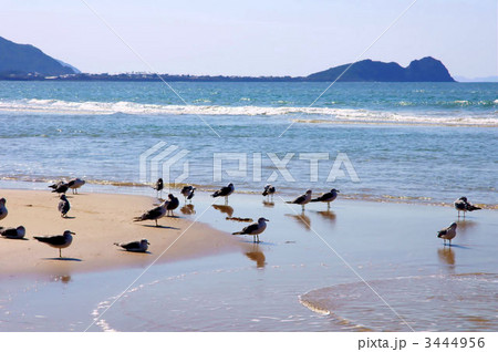 幣の浜 3444956