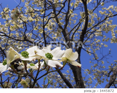 ハナミズキ 3445872