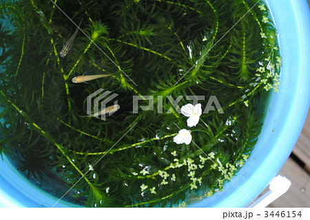 バケツの中のめだかと水草の花 バケツの中のめだかと水草の花 3446154