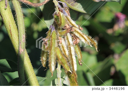 クズの鞘（さや） 3446196