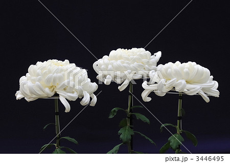 大菊 大菊 3446495