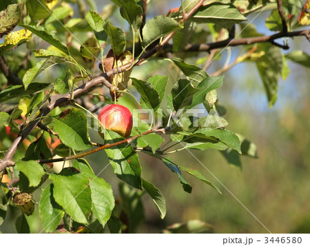 ヒメリンゴ ヒメリンゴ 3446580