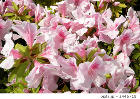 平戸ツツジ 3446719