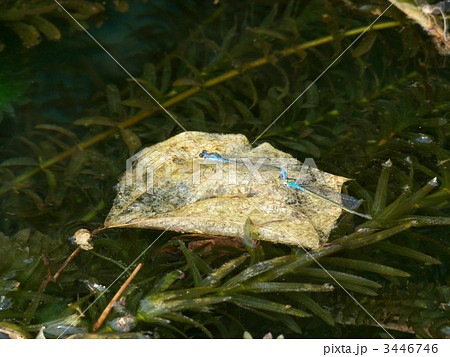 クロイトトンボ 3446746