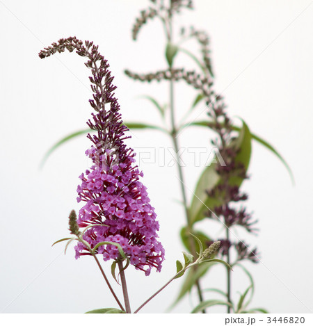 フサフジウツギ フサフジウツギ 3446820