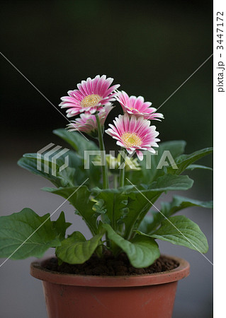 ガーベラ 鉢植えの花 鉢植えのガーベラの写真素材