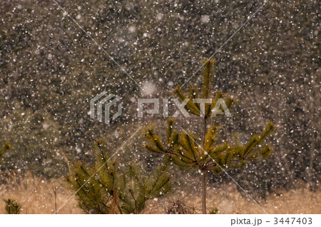 松と雪 松と雪 3447403