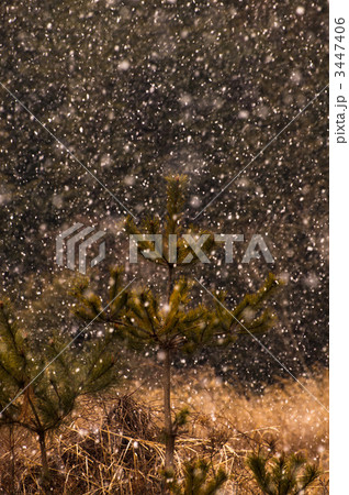 松と雪 松と雪 3447406