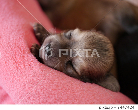 チワックスの子犬 3447424