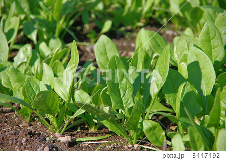 サラダホウレンソウ 3447492