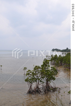 ヒルギ群落 3447883