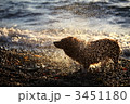 水を飛ばすコーギー 3451180