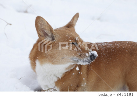 雪の中のコーギー 3451191