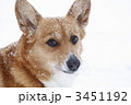 雪の中のコーギー 3451192