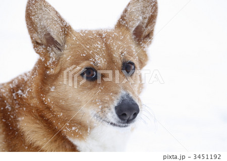 雪の中のコーギー 3451192