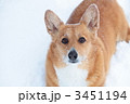 雪の中のコーギー 3451194