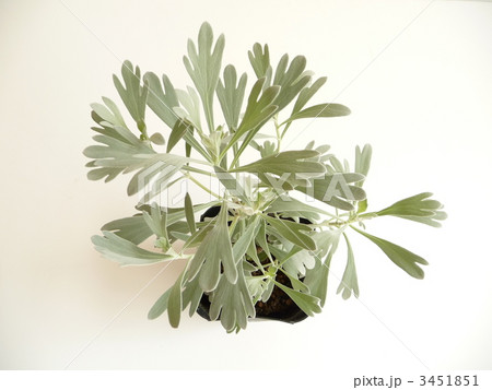 美しい白い葉 木白香 モクビャッコウ 美しい白い葉 木白香 モクビャッコウ 3451851