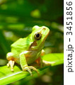 カエル 3451856