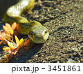 ヘビ 3451861