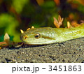 ヘビ 3451863