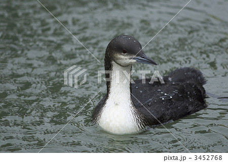 シロエリオオハム 3452768