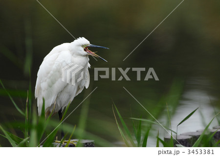 コサギ コサギ 3453381