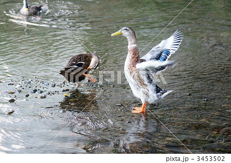 飛ぶのが苦手な家鴨くん 青首アヒルの若鳥の写真素材