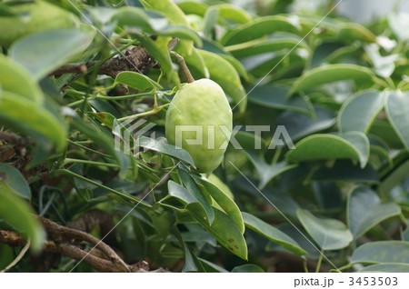 あけび木通　だいぶ大きくなりました。 3453503