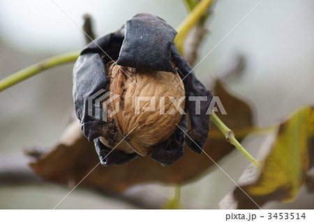 胡桃の実 弾けました・・・ 胡桃の実 弾けました・・・ 3453514