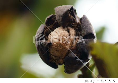 胡桃の実　弾けました・・・ 3453515