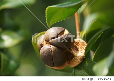 薮つばきの実 3453523