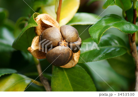 薮つばきの実 3453530