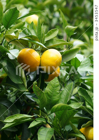 美味しい蜜柑になりました。 美味しい蜜柑になりました。 3453547