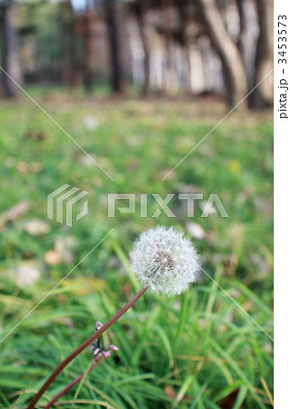 草原のタンポポの綿毛 3453573