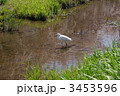 白鷺 3453596