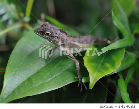 サキシマキノボリトカゲ 3454633