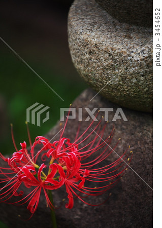 彼岸花 3454652