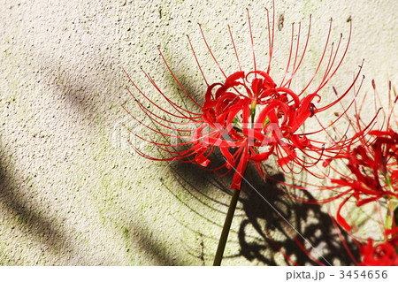 彼岸花 3454656