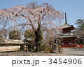 喜多院の枝垂れ桜 3454906