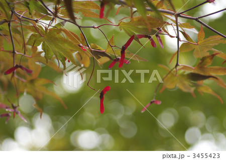 もみじアップ 3455423