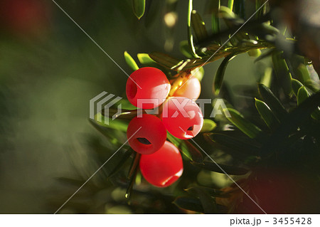 いちいアップ 3455428