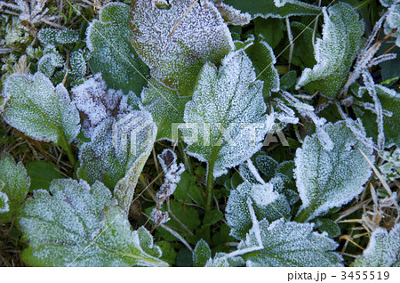 ヒメジョオンの冬越し 3455519