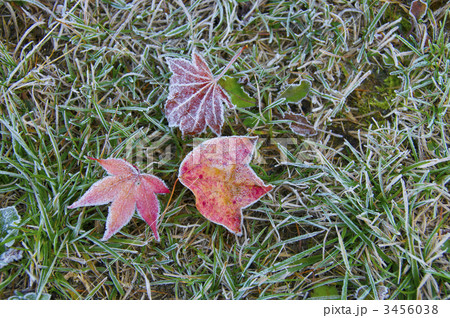 カエデ3種 カエデ3種 3456038