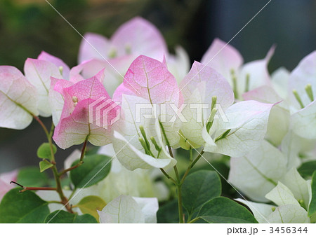 Pink lady of bougainvillea - Stock Photo [3456344] - PIXTA